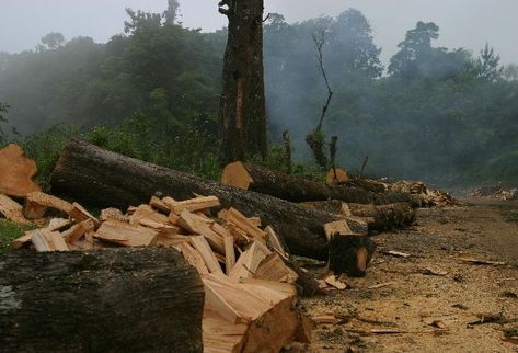 Prisión preventiva oficiosa,  quien cometa delitos contra el ambiente y gestión ambiental