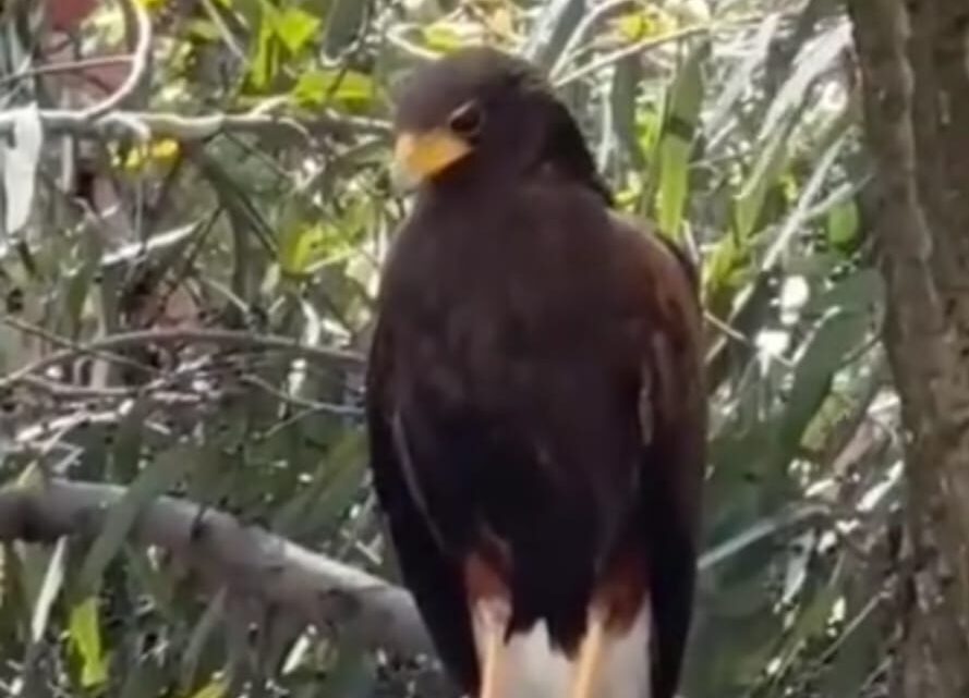 Entre la luz y la vida